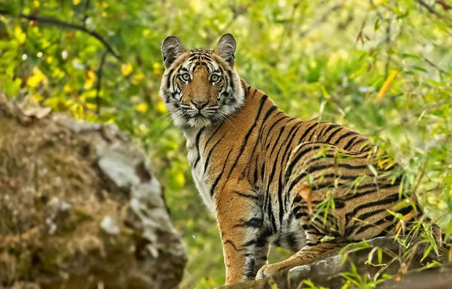 Bandhavgarh Wildlife Photography Tour | Bandhavgarh National Park