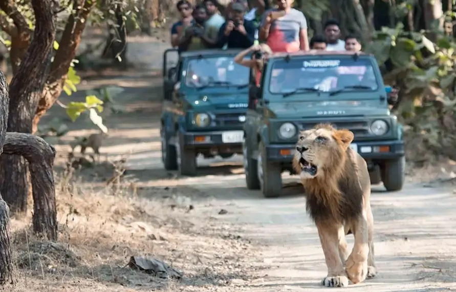 Gujarat Wildlife Tour | Best Gujarat Wildlife Vacation