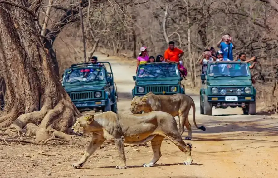 Gujarat Wildlife Tour | Best Gujarat Wildlife Vacation
