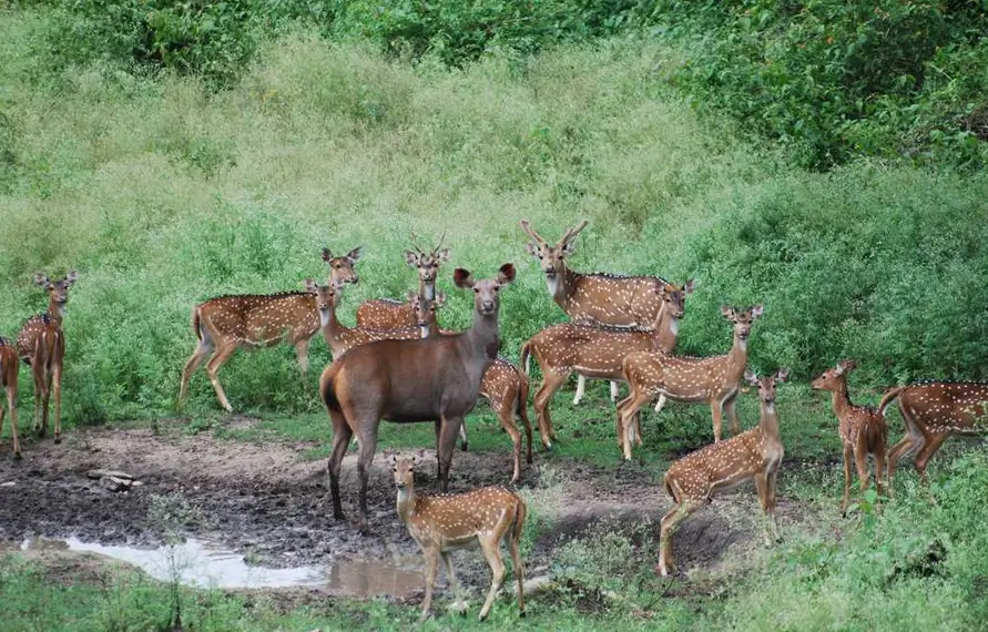 Rural Wildlife Tour India Village Safari Experience