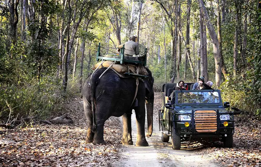 India Jungle Safari Tour