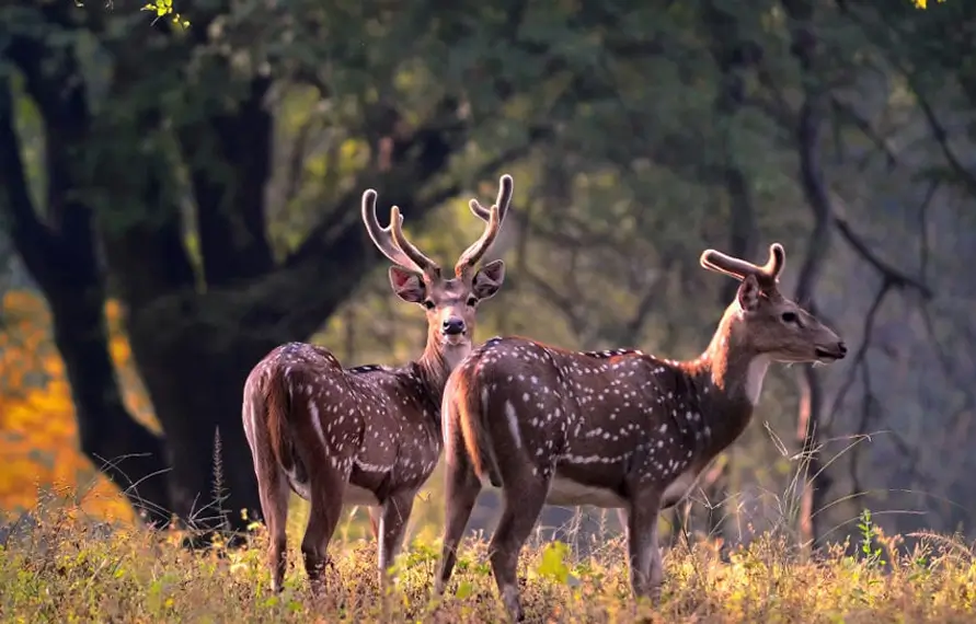 India Wildlife Safari