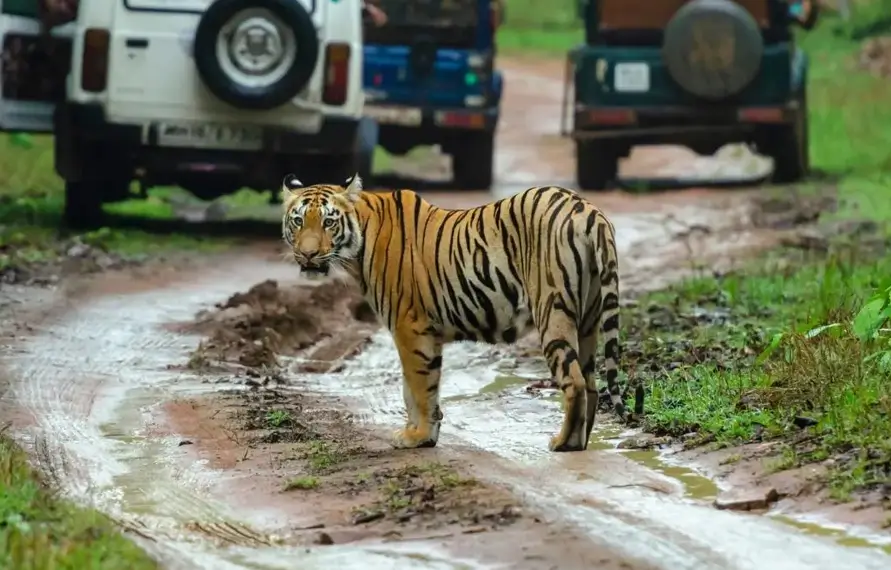 India Luxury Wildlife Tour With Taj Safari Lodges