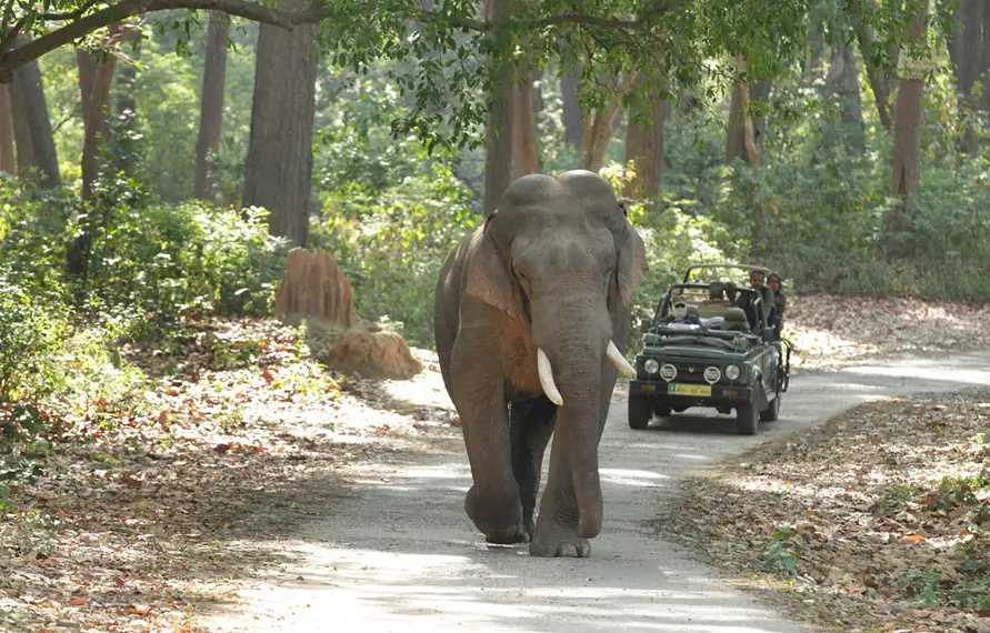 Luxury South India Wildlife Tour with Houseboat