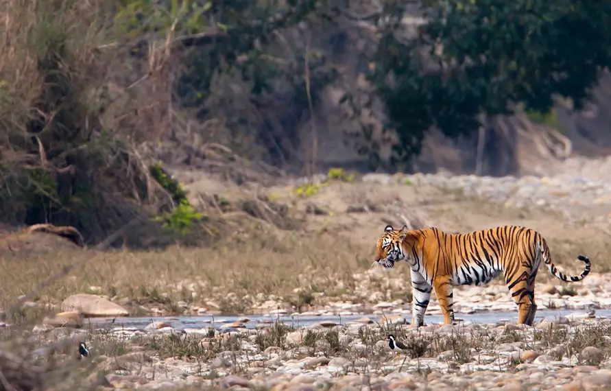 North India Wildlife Tour | India Wildlife