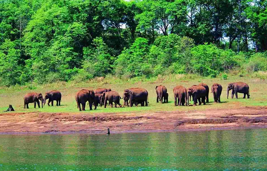 South India Coffee Plantation and Nature Tour