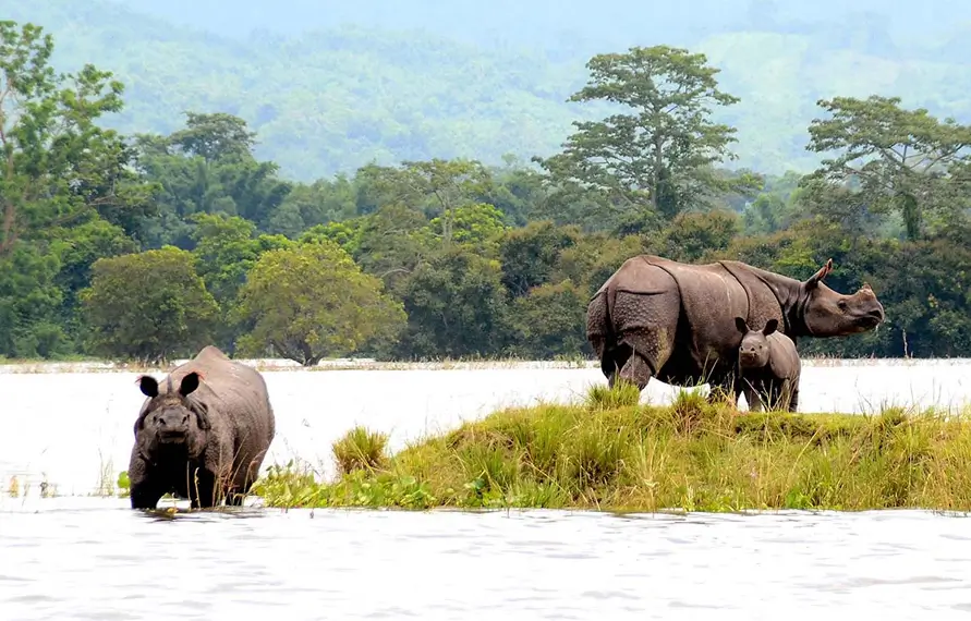 north-east-india-tea-gardens-wildlife-tour