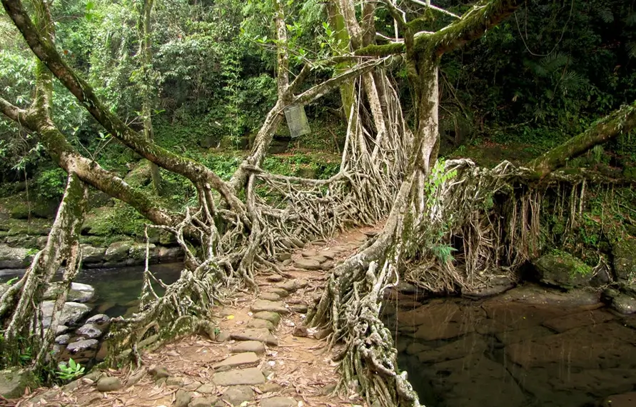 meghalaya-waterfalls-living-root-bridges-tour