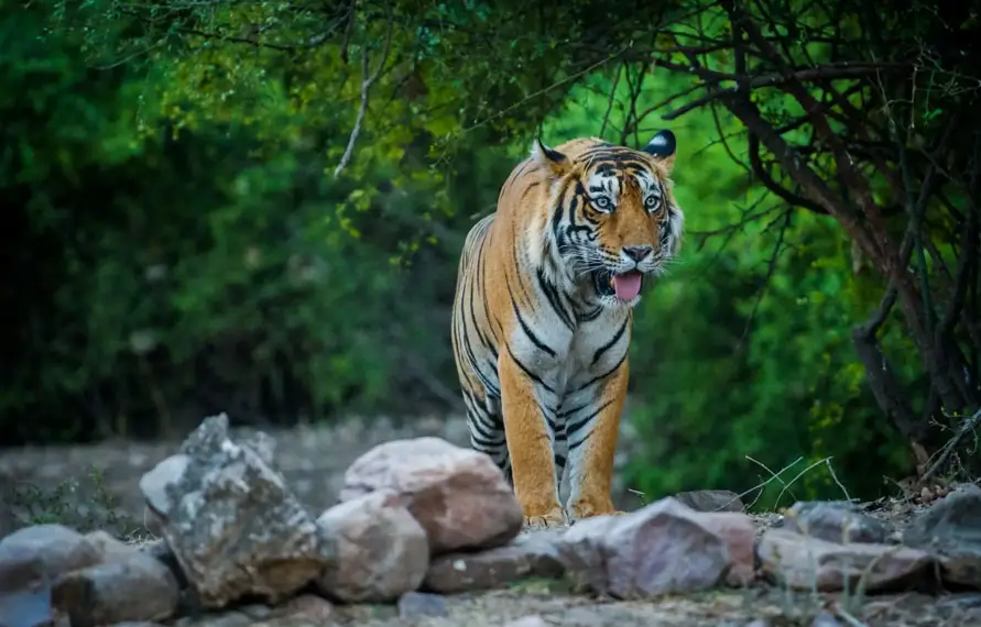 Rajasthan Tour Package 11 Nights 12 Days, Places to Visit in Rajasthan