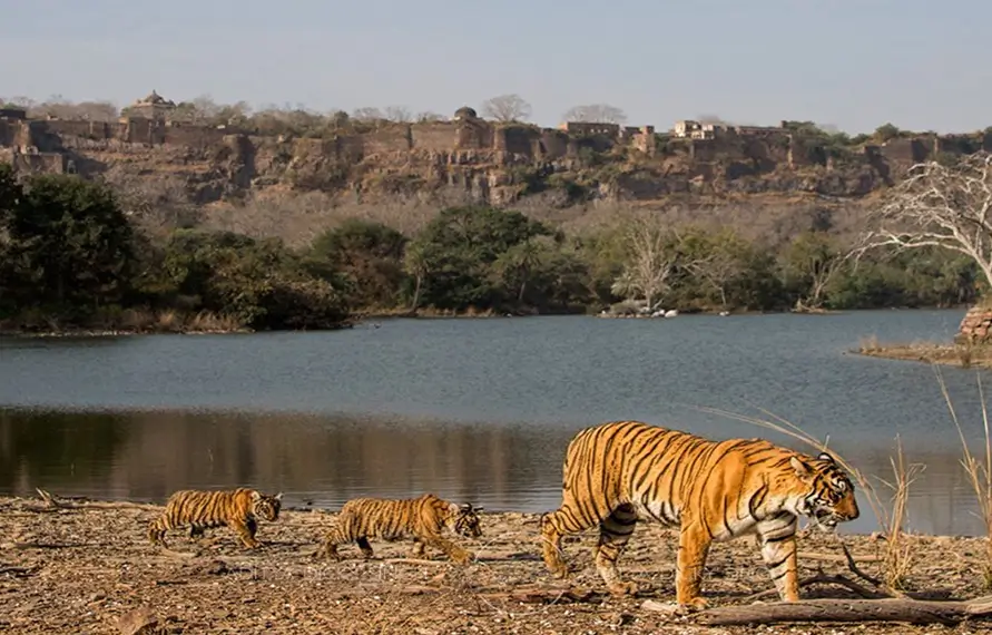 India Ultra Luxury Rail Journey