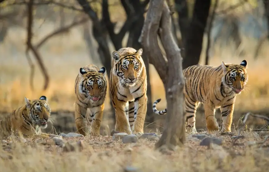 Gay Friendly Golden Triangle Tour with Ranthambore Safari | LGBTQ+ India Wildlife & Heritage Tour