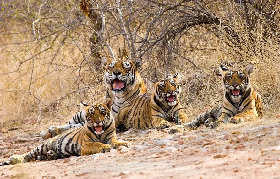 Wildlife Photography Tour | Ranthambore National Par