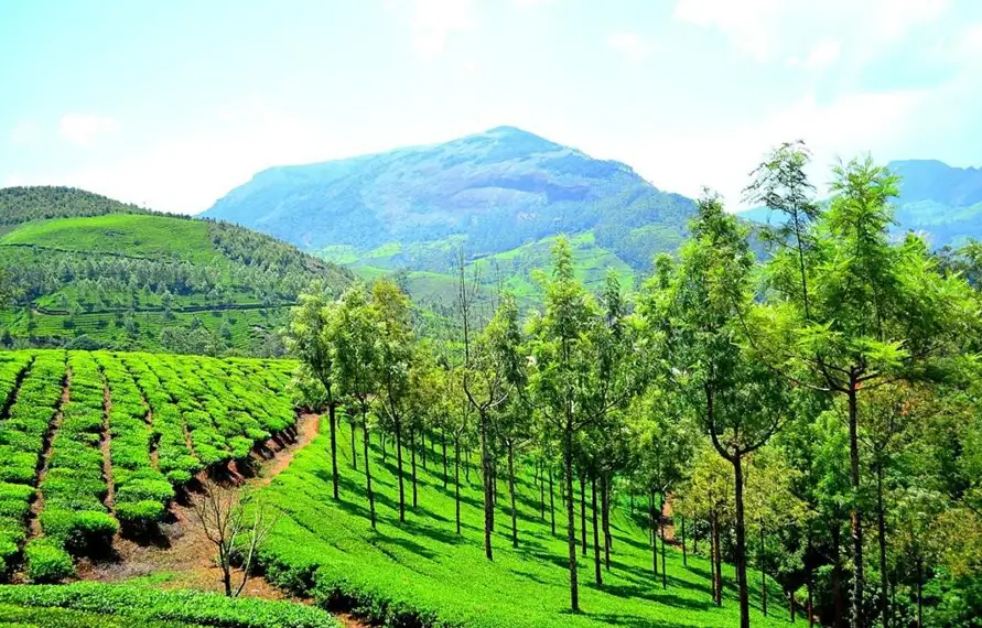 South India Luxury Tea Garden Tour