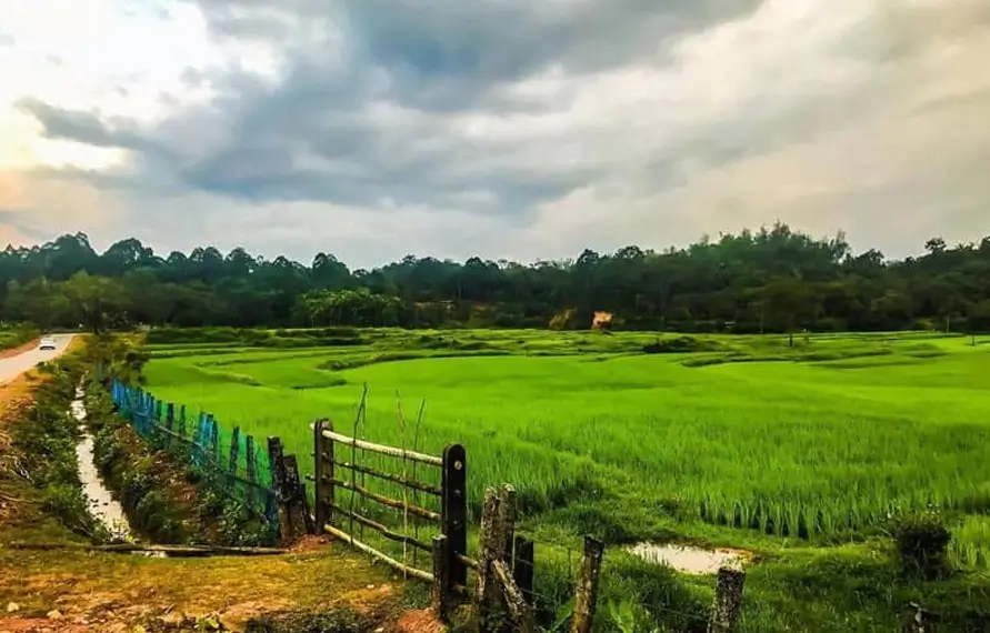South India Luxury Tea Garden Tour