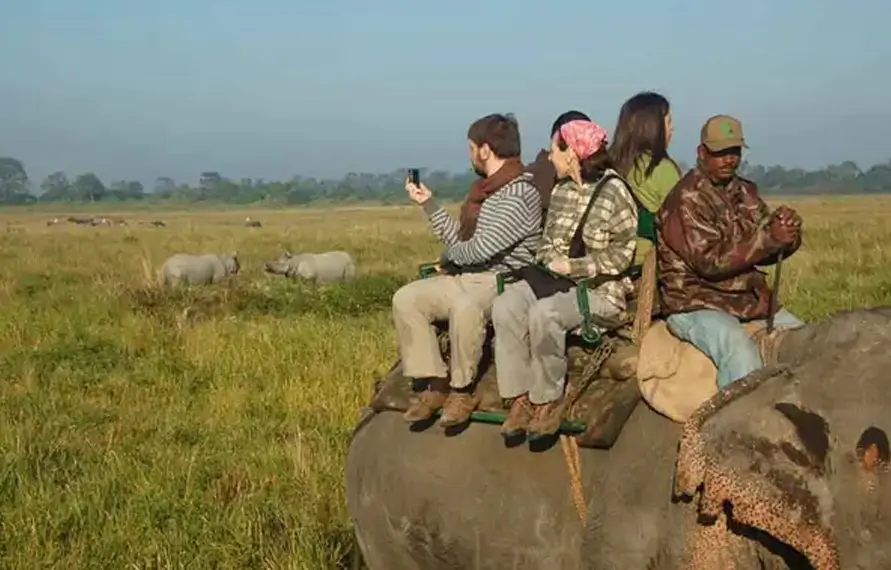 Kaziranga Wildlife Safari and Assam Tea Gardens Tour