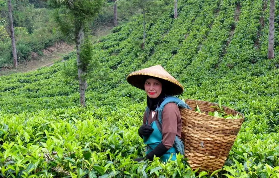 Luxury Kerala Tamil Nadu Karnataka Tour