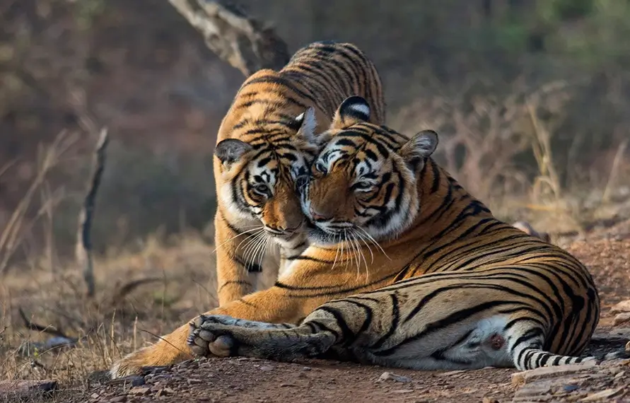 Wildlife Safari India Tiger Tours & Jungle Safari