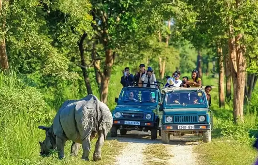 Kaziranga Wildlife Safari and Assam Tea Gardens Tour