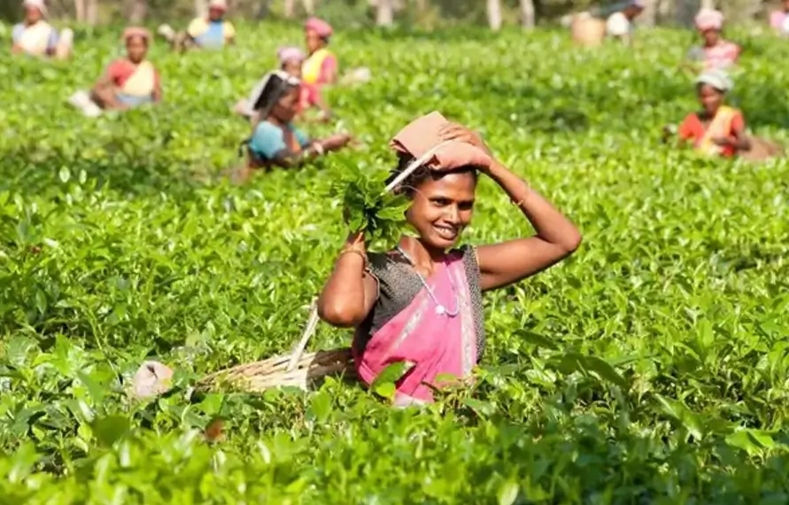 Kaziranga Wildlife Safari and Assam Tea Gardens Tour