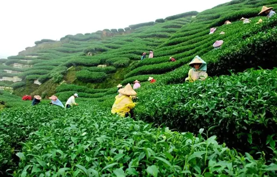 Kaziranga Wildlife Safari and Assam Tea Gardens Tour