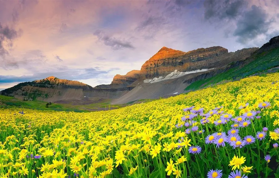 Valley of Flowers And Hemkund Sahib Tour