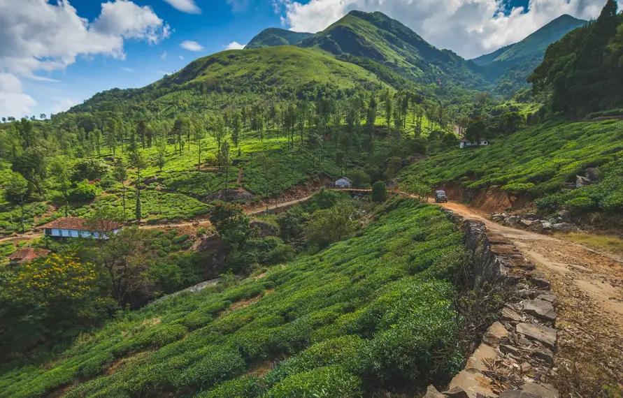 South India Coffee Plantation and Nature Tour