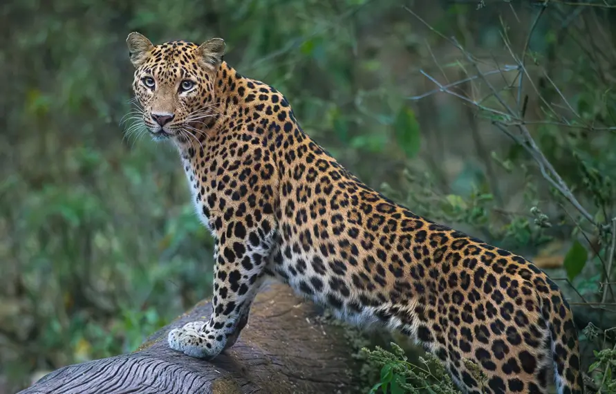 South India Leopard and Wildlife Luxury Tour
