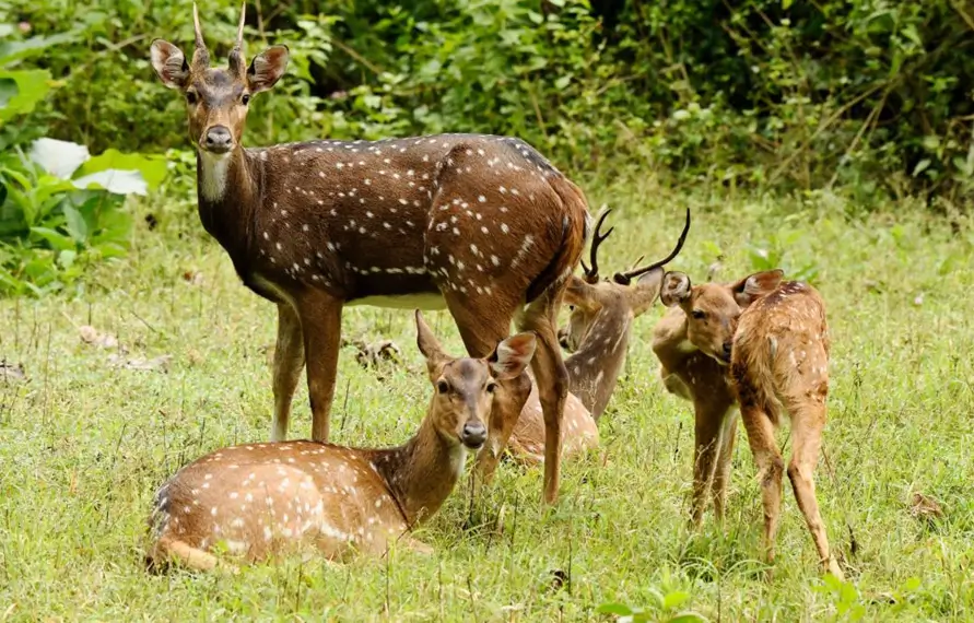 Wildlife and Heritage India Tour