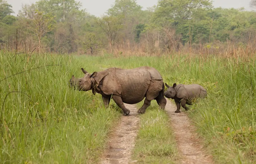 North India Wildlife Tour with Tiger Safari India