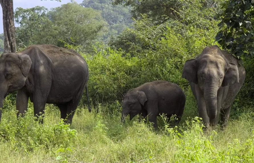 Jungle Safari in South India | Best Wildlife Safari in South India