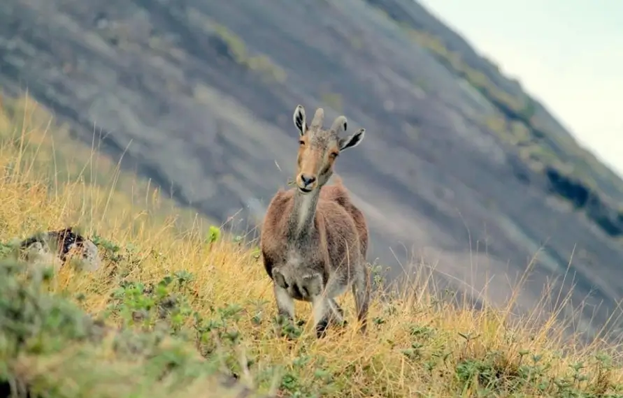Jungle Safari in South India | Best Wildlife Safari in South India