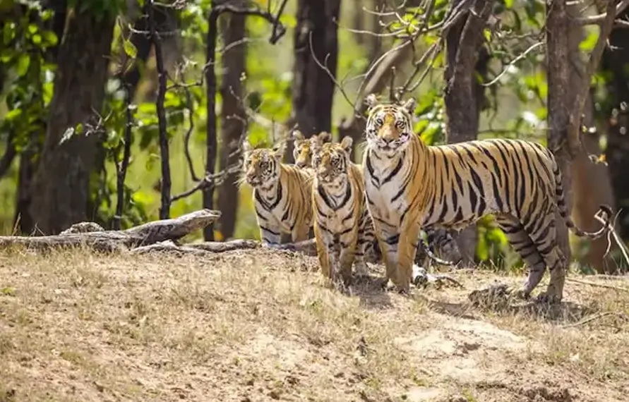 Golden Triangle Tour from USA with Ranthambore