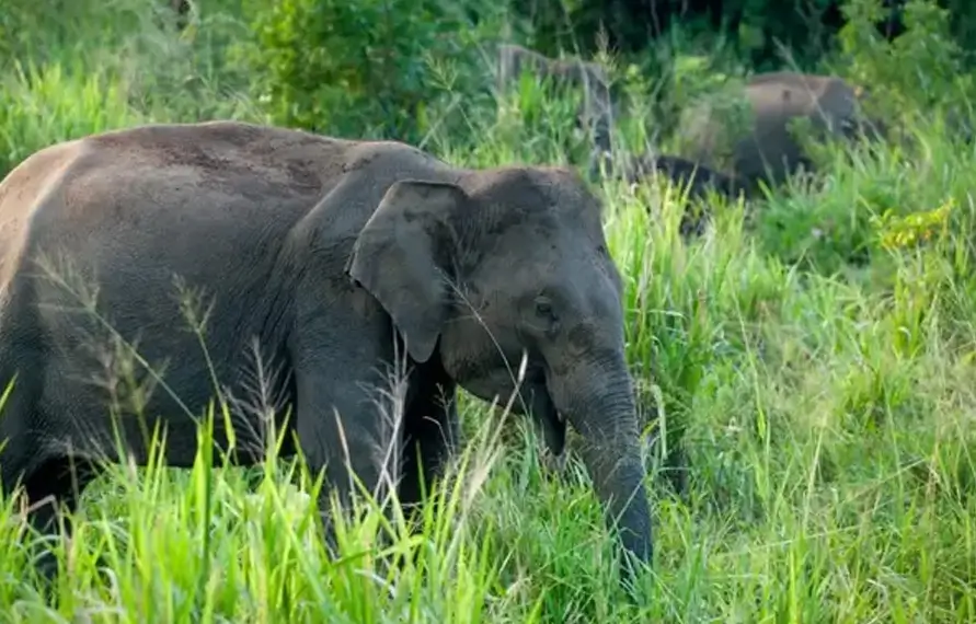 North India Wildlife Tour | India Wildlife
