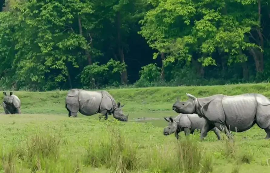 North East India Wildlife and Nature Tour