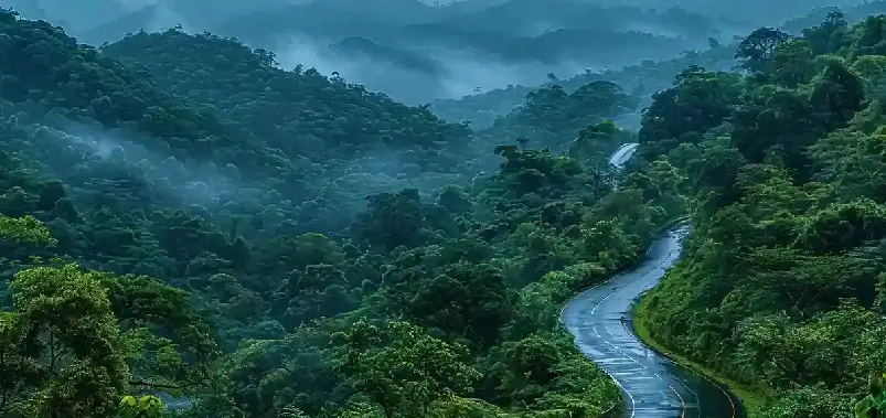 Agumbe - The Rainforest
