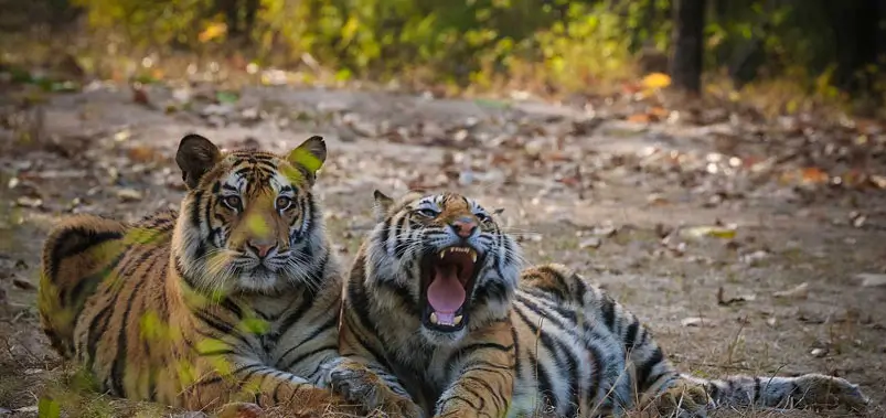 Bandhavgarh-National-Park