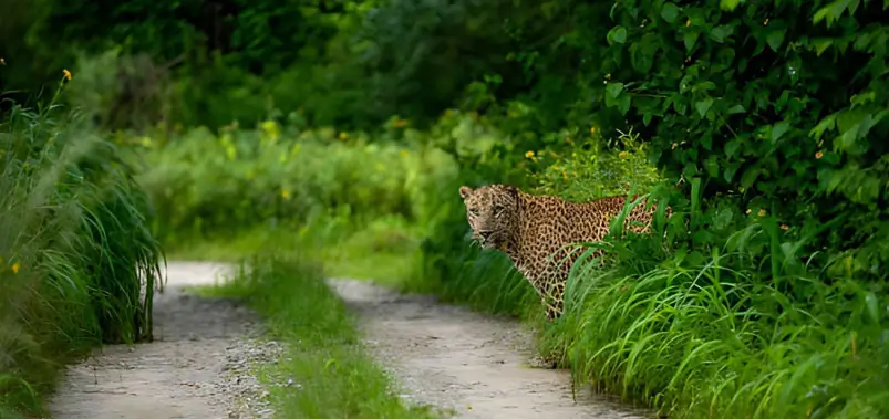 Bandipur-National-Park