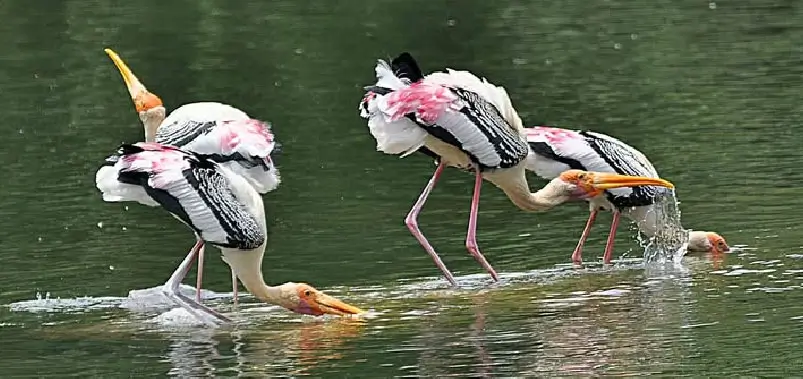 Birdlife-srirangapatna
