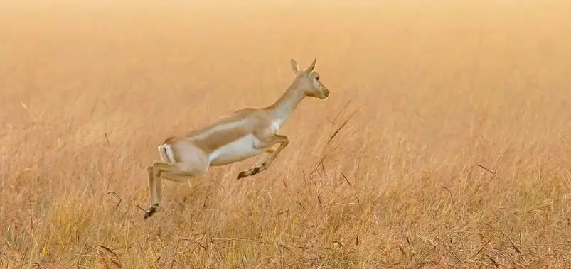Blackbuck National Park