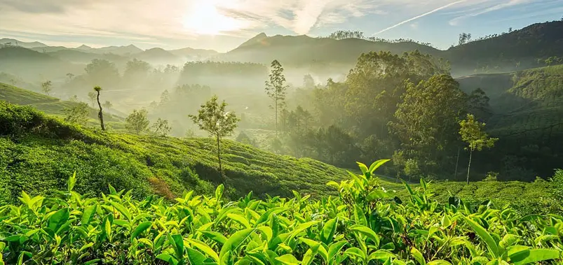 Chikmagalur-Karnatakas-Coffee-Country