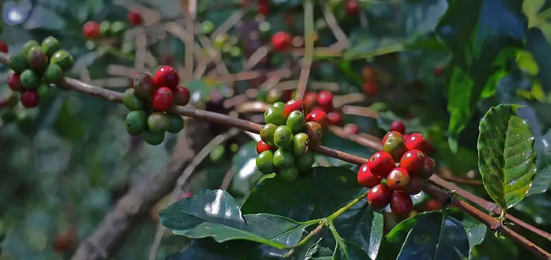 Coorg Coffee Plantations