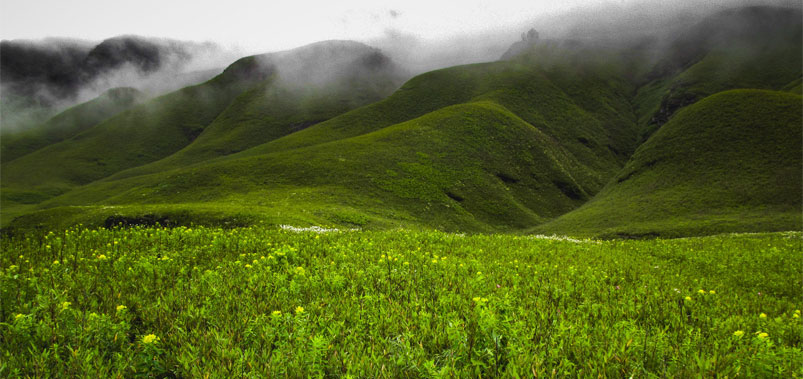 Dzukou Valley