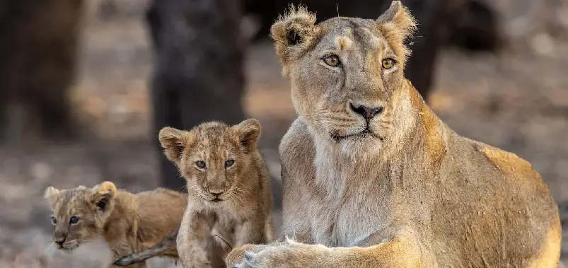 Gir National Park
