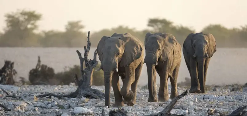 Jim-Corbett-National-Park