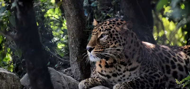 Jim-Corbett-National-Park