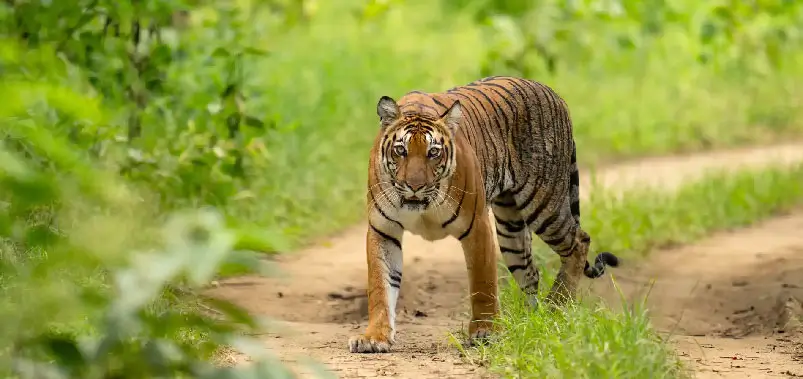 Kabini