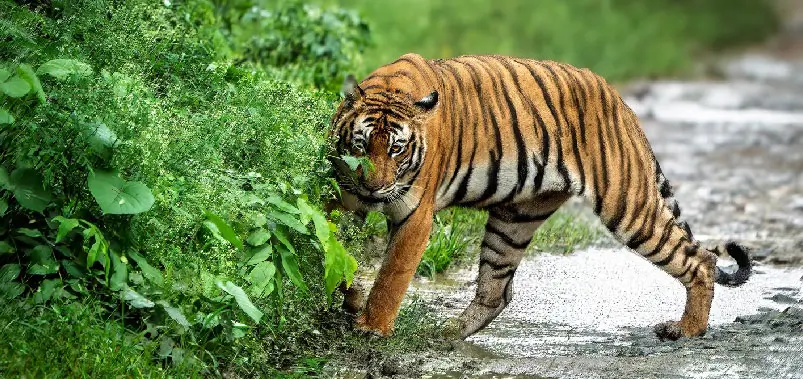 Kabini - Wildlife