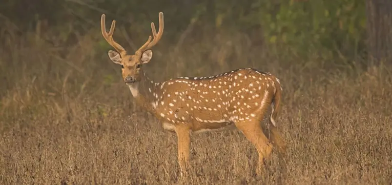 Kanha-National-Park