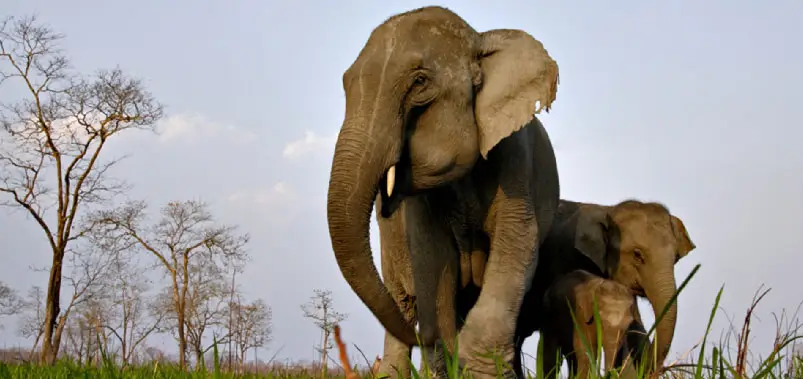 Kaziranga-National-Park