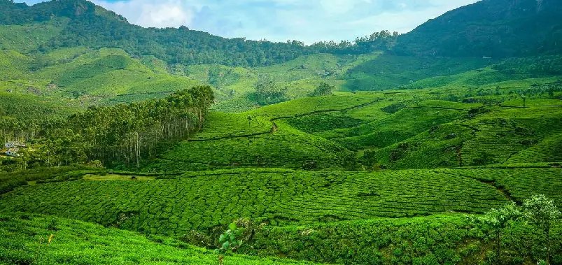 Munnar tea Garden